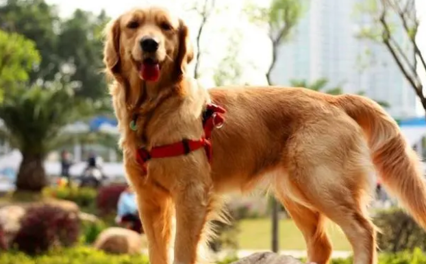 想知道金毛为什么叫金毛寻回犬，看这里