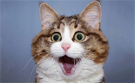 猫怀孕初期有哪些症状表现