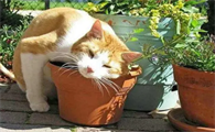 猫薄荷可以驱蚊吗怎么用