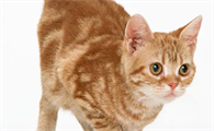 猫身上有黑色的点点是什么东西