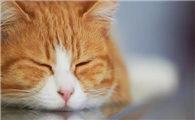 猫咪拉血是怎么回事怎么解决