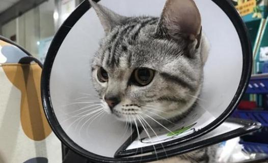 猫咪胰腺炎的饮食禁忌 猫咪胰腺炎的饮食禁忌