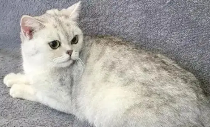 美短有银渐层吗?原来银渐层是猫中贵族 美短有银渐层吗?原来银渐层是猫中贵族