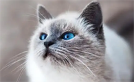 猫咪拉屎不成形很臭怎么回事