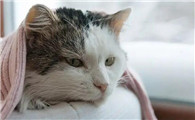 家里点檀香对猫有害吗