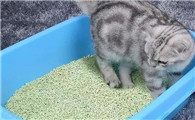 猫砂多久全部换一次比较好