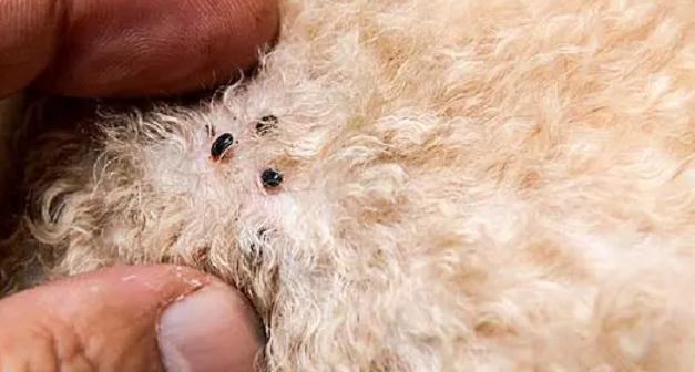 狗身上跳蚤怎么彻底去除最简单的方法-宠物网问答