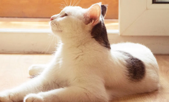 家里有猫可以用拜耳蟑螂药吗