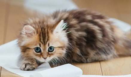 猫得狂犬病的潜伏期是多久