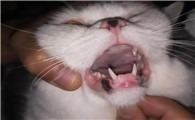 猫咪牙龈上黑的一坨怎么回事
