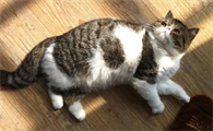 猫咪怀孕要吃什么补充营养