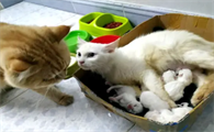 猫生了死胎过几天又生了然后一直流血