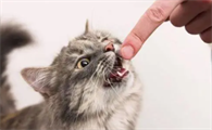 猫挠人咬人怎么教育它