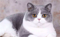猫猫可以喝纯牛奶吗?
