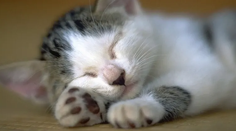 猫疫苗第三针可以推迟多久打