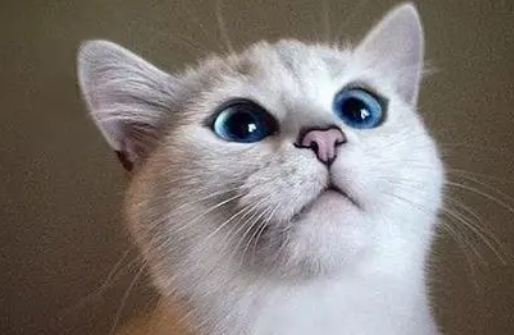 呋虫胺对猫咪有害吗