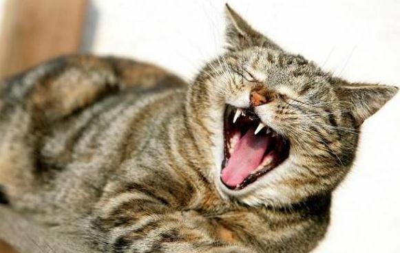 小猫咪总是打喷嚏怎么回事