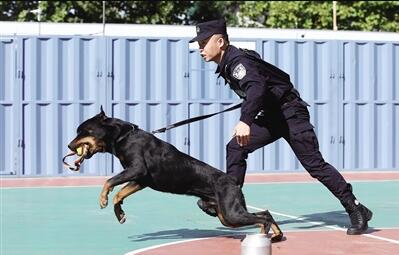 警犬会做绝育吗，好奇的小伙伴快看过来吧~