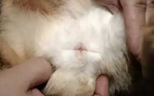 小兔子怎么分公母 小兔子怎么分公母