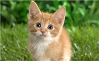 传腹猫是什么病