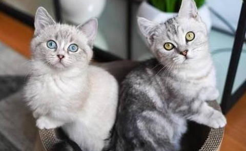 猫配上几天能看出来怀孕
