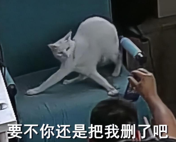 猫咪jiojio被勾住想自救,结果拧成了麻花…网友:它是懂自救的 猫咪jiojio被勾住想自救,结果拧成了麻花…网友:它是懂自救的
