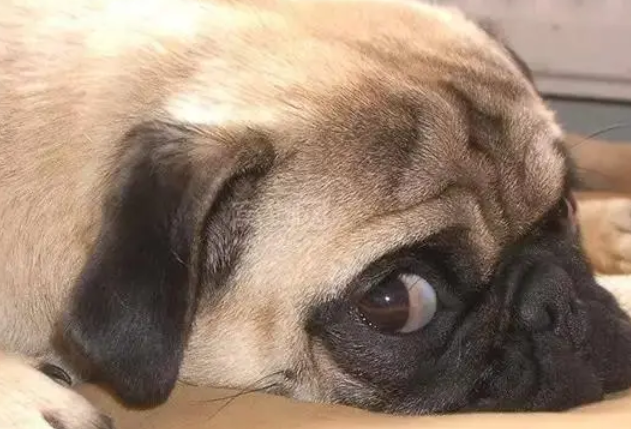 狗狗眼睛不好跟肝脏不好有关系吗 狗狗眼睛不好跟肝脏不好有关系吗
