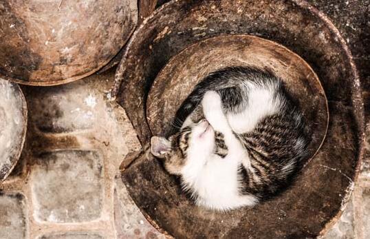 母猫生完特别粘人怎么回事 母猫生完特别粘人怎么回事
