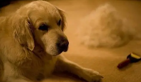 小狗狗掉毛严重什么原因引起的