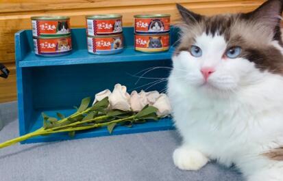 优朗猫罐头如何 优朗猫罐头如何