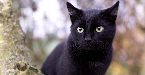 猫咪绦虫怎么彻底消除干净 猫咪绦虫怎么彻底消除干净