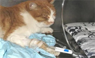 猫得了猫瘟,在家里怎么治疗呢