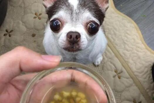 狗能吃绿豆汤吗会中毒吗 狗能吃绿豆汤吗会中毒吗