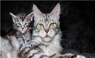 猫鼻头黑了什么原因造成的
