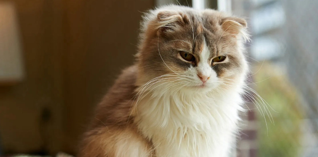猫总打喷嚏是什么意思