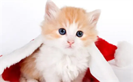 一个月土猫幼猫吃什么