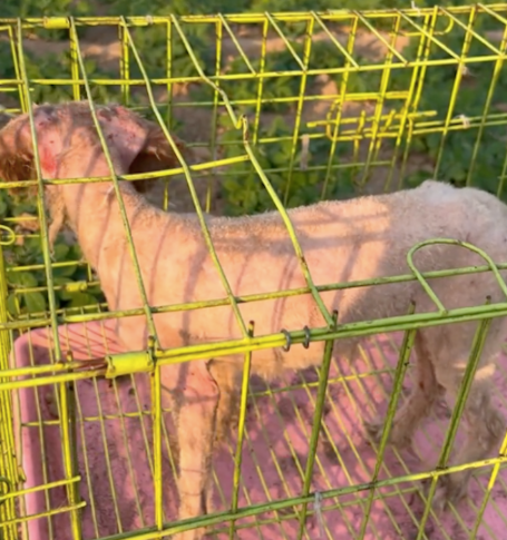 狗狗守着主人的墓碑数月,饿了就吃麦苗,被救助离开时它竟流泪了 狗狗守着主人的墓碑数月,饿了就吃麦苗,被救助离开时它竟流泪了