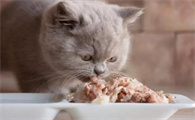 猫咪万万不能吃的东西是什么
