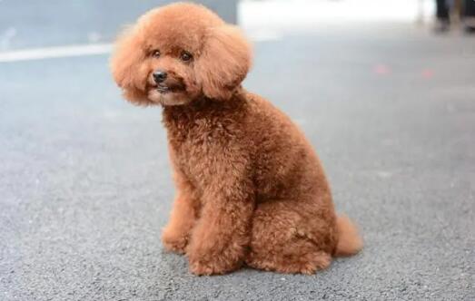 泰迪犬突然没精神也不活泼了怎么回事 泰迪犬突然没精神也不活泼了怎么回事
