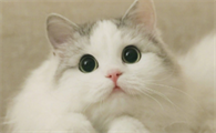 猫老打喷嚏是什么情况引起的