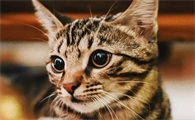猫可以吃荔枝肉吗?