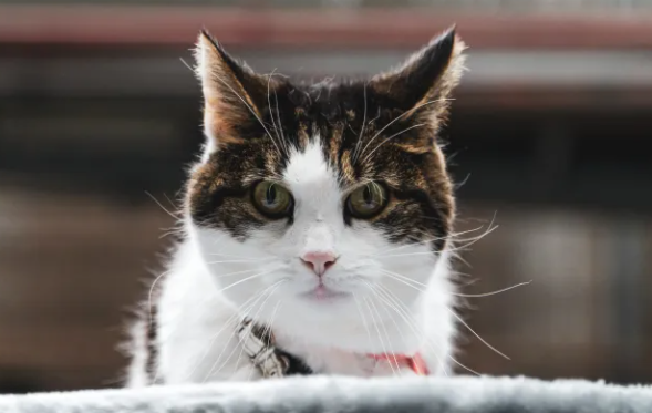 猫节育后为什么还乱撒尿呢