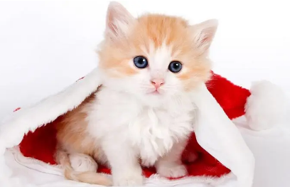 猫咪打喷嚏喷出黄鼻涕 猫咪打喷嚏喷出黄鼻涕