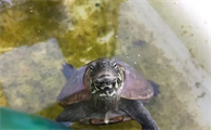 草龟可以深水养吗