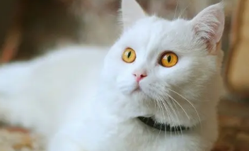 猫咪一直不生怎么办 猫咪一直不生怎么办