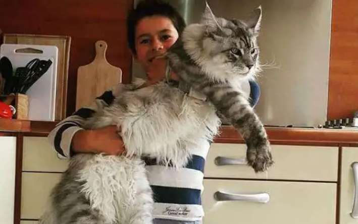 缅因猫什么时候开始长个子？原来它可以长到这么大！
