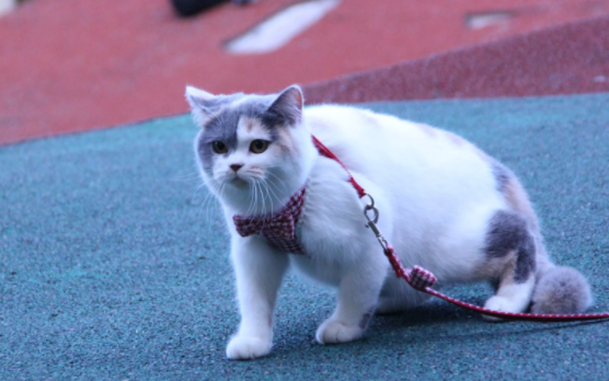 英短和美短串出来的猫叫什么?想养的朋友可以了解一下! 英短和美短串出来的猫叫什么?想养的朋友可以了解一下!
