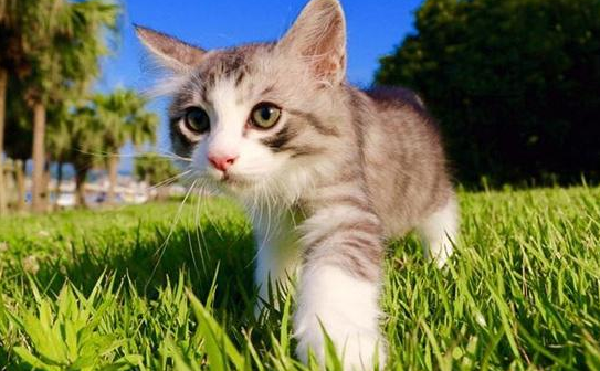 可以给猫吃什么肉