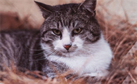 猫不听话打真的能听话吗