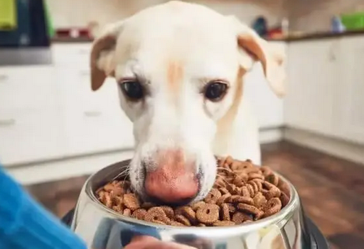 母狗做了绝育手术还来例假吗怎么办